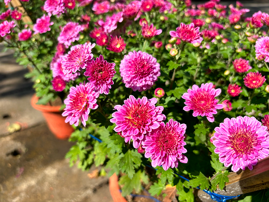 Chrysanthemums