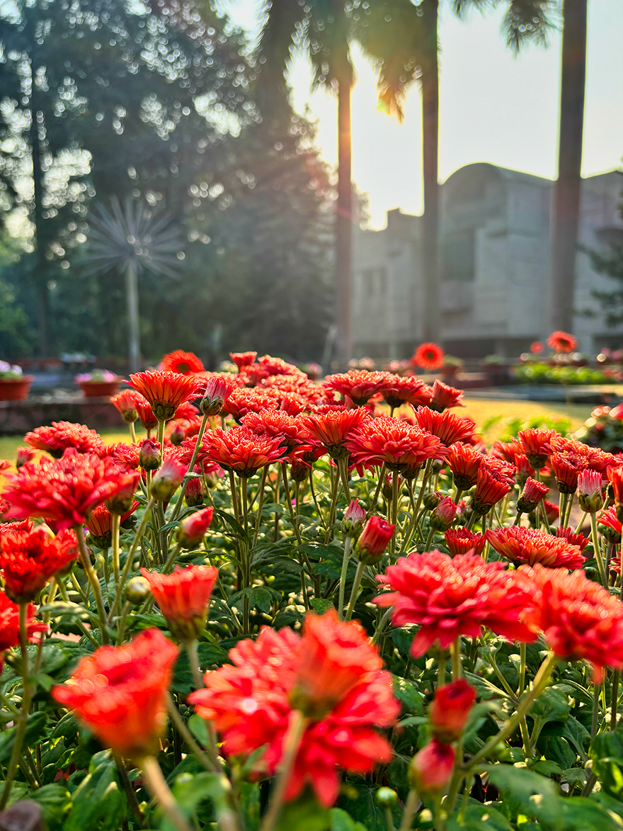 Chrysanthemums