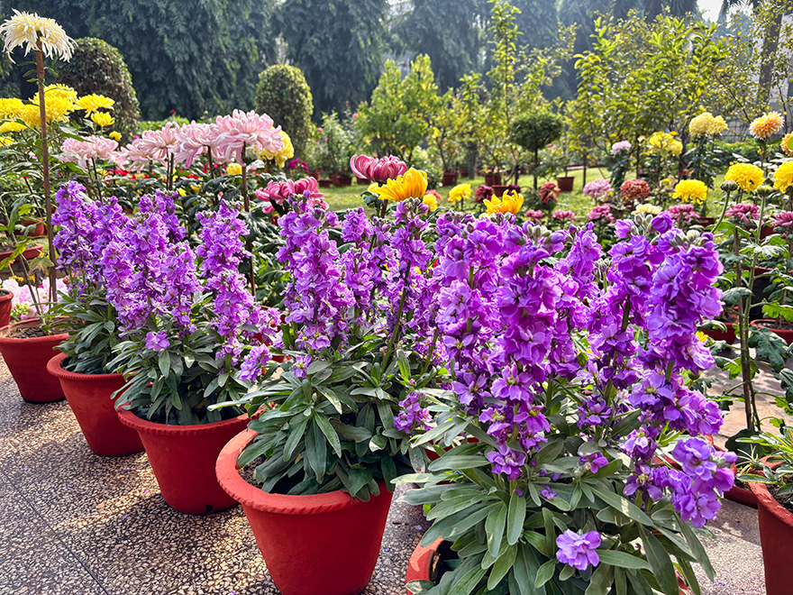 Delphiniums