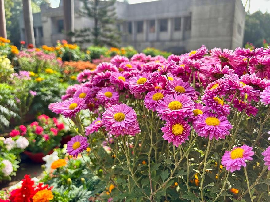 Chrysanthemums