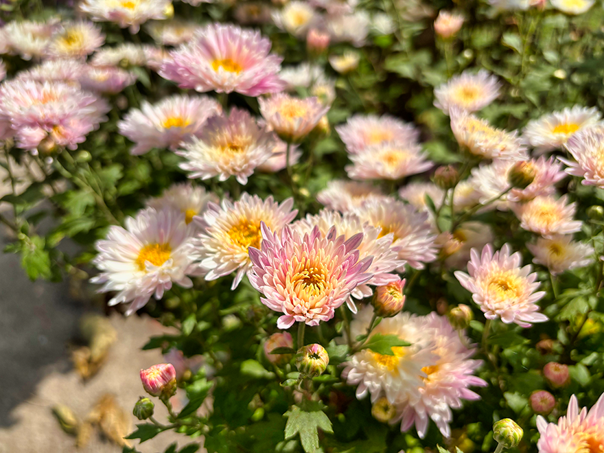 Chrysanthemums